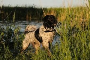 Un chien d'eau près d'un lac.