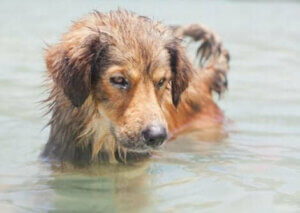 Les chiens peuvent contracter la leptospirose dans l'eau.