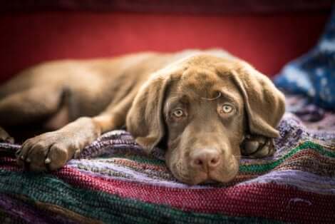 Un chien malade couché.