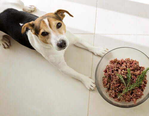 Les chiens sont-ils carnivores ?