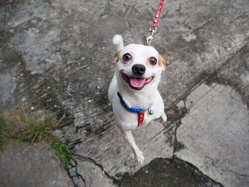 Les chiens qui se désintéressent de leur maître lorsqu'ils sortent dans la rue