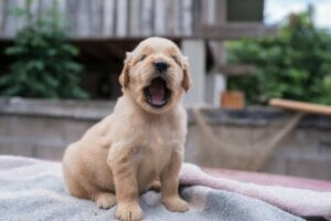 Cordectomie : les amputations chez les chiens