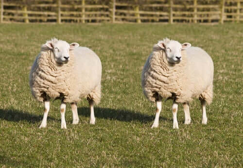 Le clonage animal est-il possible ?
