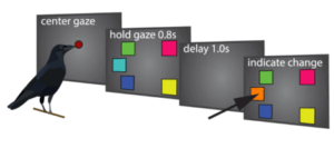 Les corbeaux sont des animaux très intelligents.