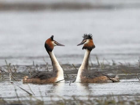 Les canards comptent les grèbes dans leurs parents.