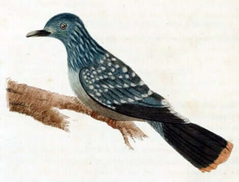 Un dessin du pigeon de Liverpool.