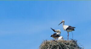 Les oiseaux de bon augure