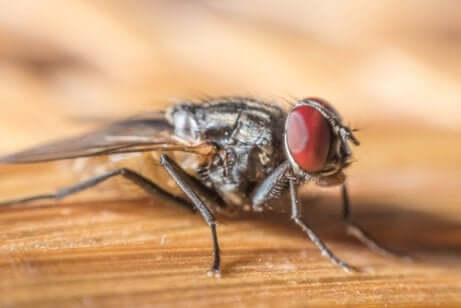 Une mouche domestique sur une table.