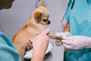 Que sont les chondroprotecteurs pour chiens ?