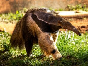 Animaux mangeurs de fourmis : les myrmécophages
