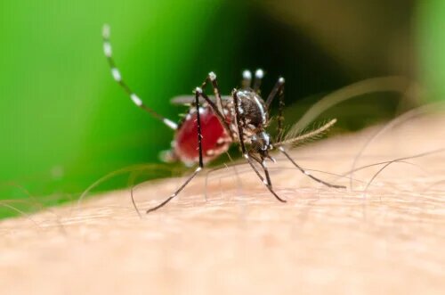 Animaux hématophages : la clé réside dans le sang