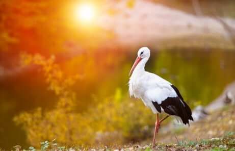 Un cigogne face au coucher de soleil ?