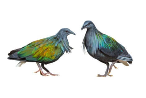 Le pigeon de nicobar.