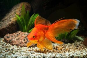 Causes du gonflement des poissons