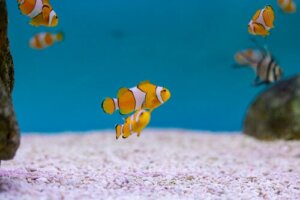 Le sens évolutif de l'hermaphrodisme