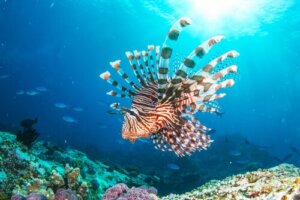 Le poisson-lion : le nouveau résident de la mer Méditerranée