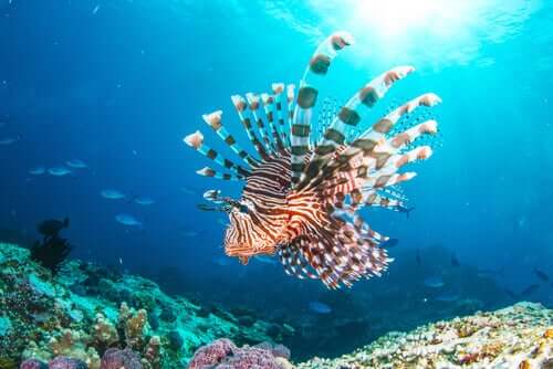 Le poisson-lion : le nouveau résident de la mer Méditerranée