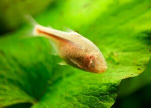 Tétra mexicain, le poisson qui répare son tissu cardiaque