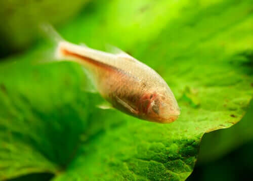 Tétra mexicain, le poisson qui répare son tissu cardiaque