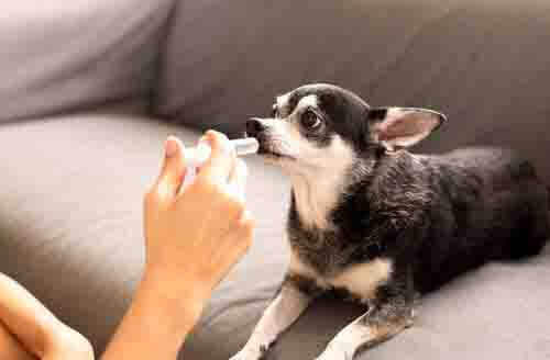 4 conseils si votre chien ingère un poison