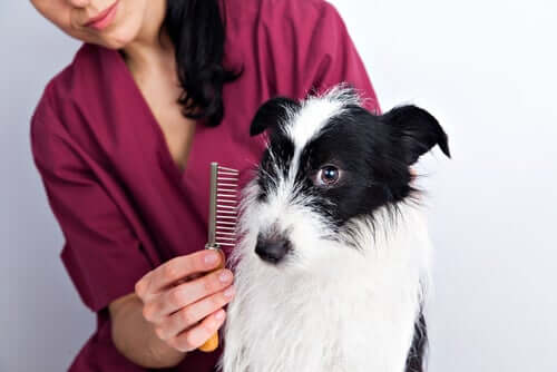 Conseils pour le soin du pelage des chiens