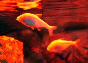 Deux tétras mexicains dans l'eau.