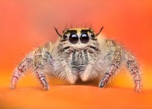 Les araignées les plus adorables du règne animal