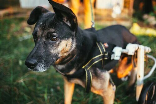 S'intéresser à la santé neurologique des petits animaux permet d'éviter des problèmes sur le long terme.
