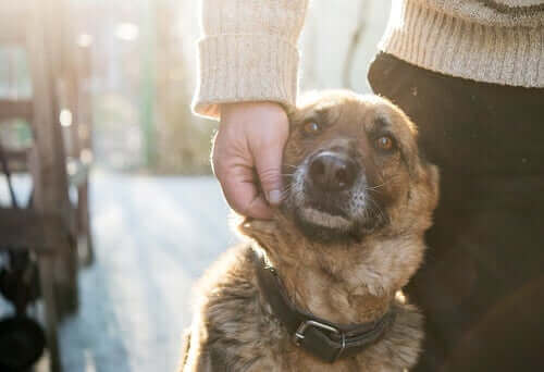 Quel chien adopter ? Quelques considérations à ce sujet