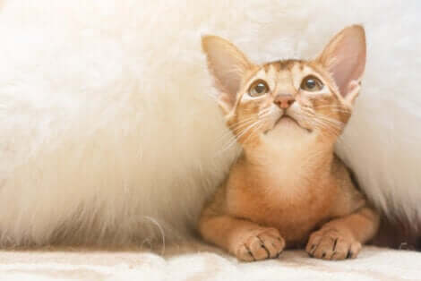 Un chat ressentant de l'anxiété.