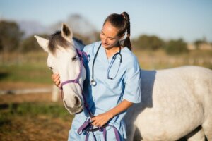 Traitements et soins de la gale chez les chevaux