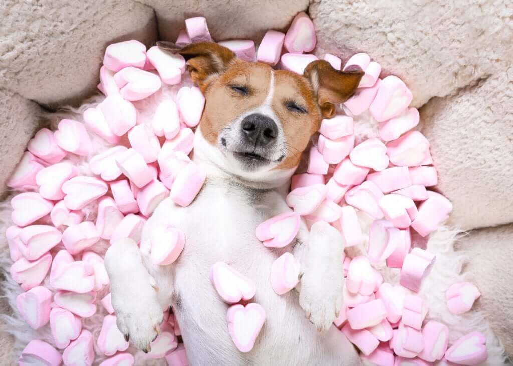 Les bonbons sont-ils risqués pour les chiens ?