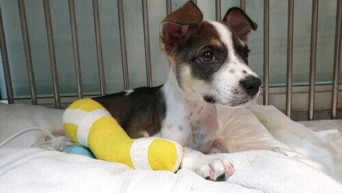 La chirurgie orthopédique chez le chien reste une opération importante.