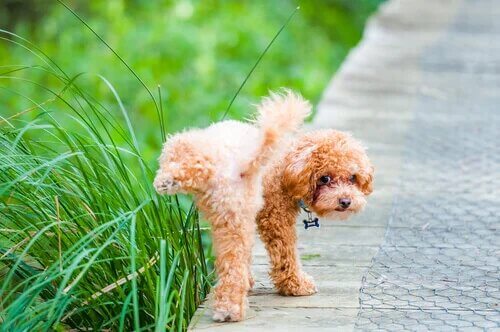 Protéinurie chez le chien : qu'est-ce que c’est ?