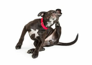 Comment traiter l'irritation cutanée chez les chiens ?