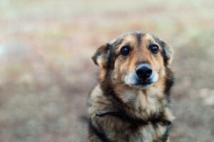 Les chiens ayant subi de la maltraitance souffrent plus souvent du trouble obsessionnel compulsif canin que les autres.