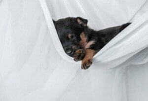 Un chiot qui dort dans un drap suspendu.