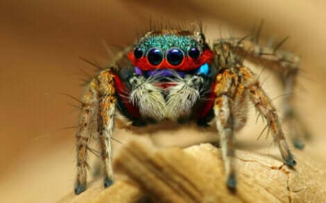 Les couleurs d'une araignée sauteuse, parmi les araignées les plus adorables du règne animal.