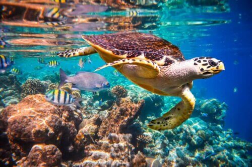 Les effets des courants océaniques sur la faune marine