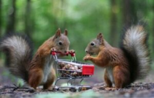 Celui qui conserve a toujours des réserves : les animaux qui stockent des vivres