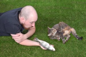 L'interaction sociale des chats : quatre faits à comprendre