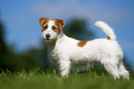 Le jack russell, l'une des races de chien susceptibles de s'échapper.