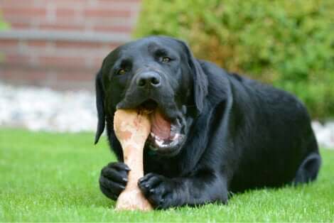Un labrador qui mord un os.