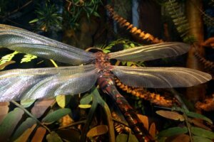 Le règne des insectes géants disparus