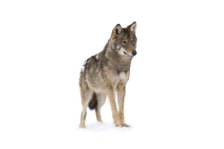 Nous vous disons tout sur l'endurance du loup à la course