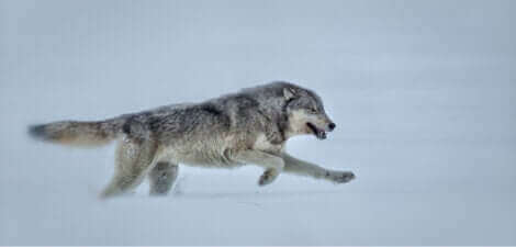 Le loup est un animal endurant.