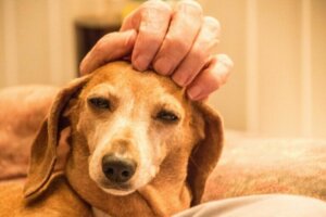 Les Trophées Bien-être Animal, une excellente initiative