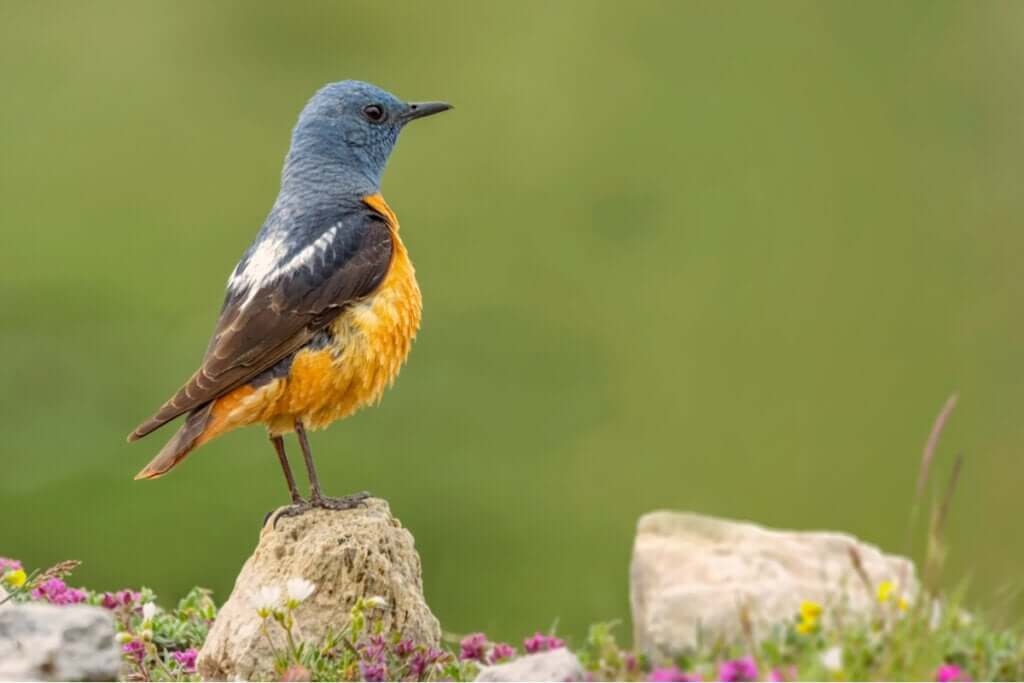 La faune du Parc National de Guadarrama