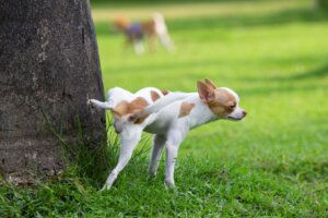 Trois maladies du système reproducteur chez les chiens
