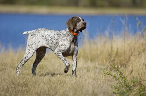 Le pointeur allemand, l'une des races de chien susceptibles de s'échapper.